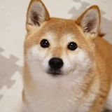 田野里的卡夫卡
