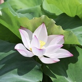 好运莲