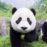 风月炎