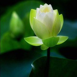 朝花夕时
