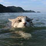 猫海里