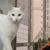 了了