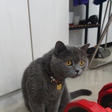 小猫一摸喵喵叫