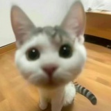 豆友7373912885