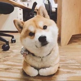 春风十里吹不走