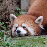 莴笋