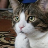 普拉猫...