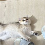 双弹瓦斯
