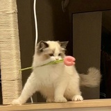 kikiyo