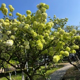 风轻云淡