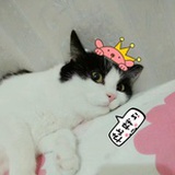 豆豆是只喵