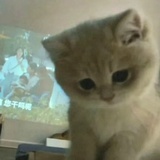 嘎嘣脆