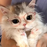 小猫拯救世界