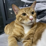 咪咪猫猫