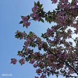 愛(ài)吃香菜