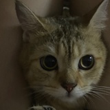 咕噜咕噜茶