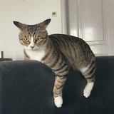 纣王