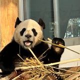 小黑子