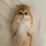 EIN
