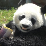 暴打一杯柠檬茶