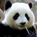 huo9huo