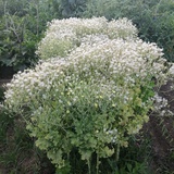 木棉花