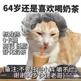 不动肥肥猫