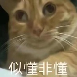 纯恨太子