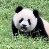 永恨黑吗喽