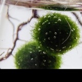 Marimo