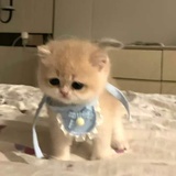 哦