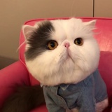 大脸猫