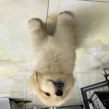 三岁