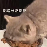 加洛夫什
