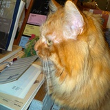 西伯利亚大猛禽