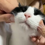 小福星