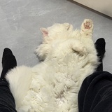 爱因斯坦猫爪板