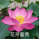 豆豆豆豆豆豆