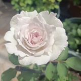 晚照晴空