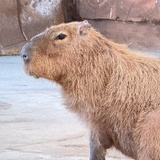 happycapybara