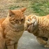 生活小助手