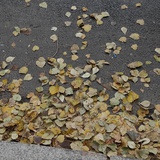 秋风扫落叶