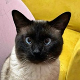 傻呗看什么看