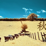 没沟营里望谁