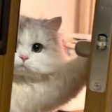阿33