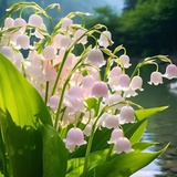 小瑶瑶