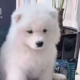 小kk