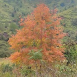面孔