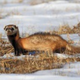 孙子的子铁树的树