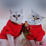 懒猫